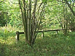 Korlátolva