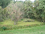 Ártéri vizenyő