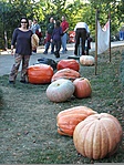 tokfesztival