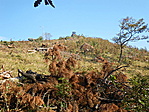Tarvágás