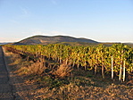 Szüret után