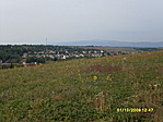 Napraforgó árvakelés