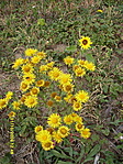 Doronicum