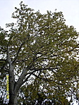 Nyárfa ősszel