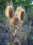 Elölről