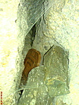 bizonyíték