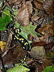 Szalamandra