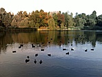 A tó sok kacsával