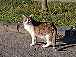 A kincsek őrzője