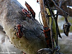 Fiatal és kifejlett lovagbodobácsok (Lygaeus equestris)