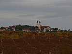 Szőlők közt