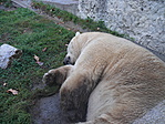 Pihi