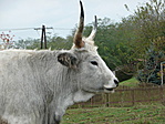 Szarvasmarha