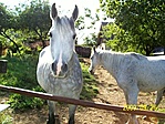 Lovak
