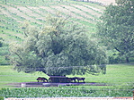 Lovak a távolban