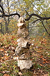 kőember