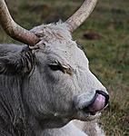 Tisztálkodás