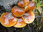 Dobostorta?