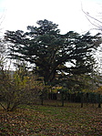 Acédrus