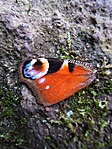 halott lepke
