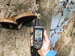 Nyárfa-tőkegomba és GPS