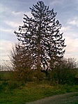 Rejtek