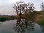 Tükör