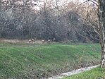 Gubacsi őzek