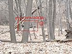 Kocsonya-csorda