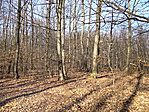 Napos téli erdő