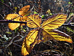 Sárga