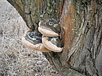 Taplókák