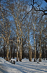 Platanus
