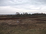 Madárlesen