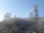 Porcukorban