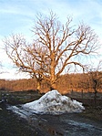 Magányos fa, hókupacban