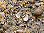 Meglepő lelet