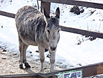 Szomorú szamár