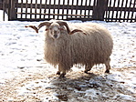 Racka
