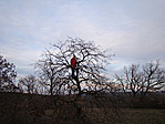 Újra a fán