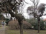 Csavaros fák