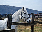 Lóság