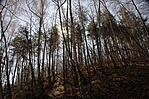 Tavaszi erdő