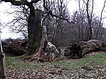Tölgy - három írányban