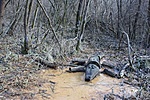 Ládaevőicus Hungaricus