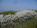 tavasz van