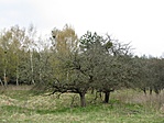 Vénséges vén gyümölcsfa