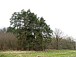 Égig érők
