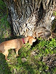 Rudi