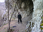barlangi medve